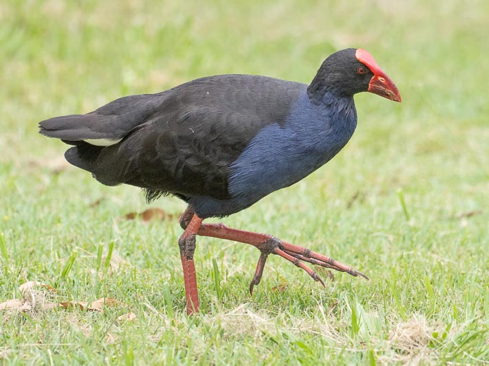 Porphyrio melanotus (Australasian Swamphen).jpg